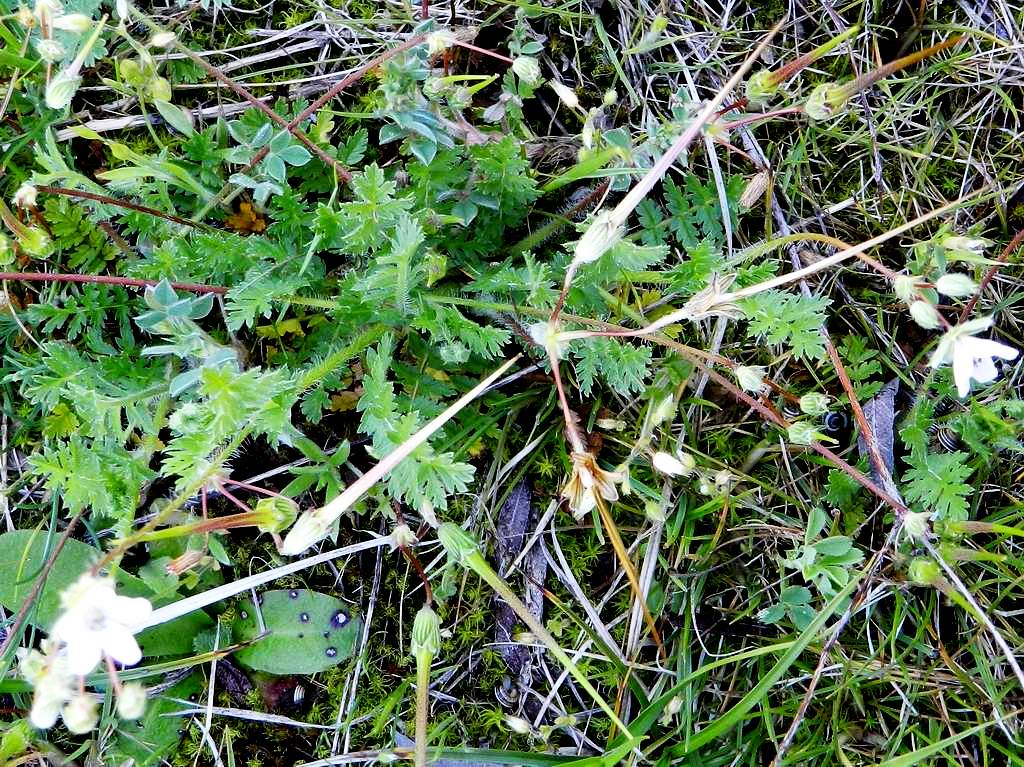 Erodium cicutarium